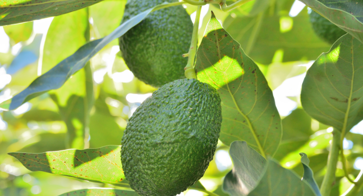 Zutano Avokado: Hafif ve Ferahlatıcı Bir Tat